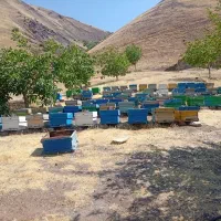کندو زنبور عسل