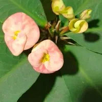 نیازمندضامن رسمی بابت وام ازدواج هستم