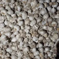 سیر درجه یک محلی|عمده‌فروشی|مشکان, |دیوار