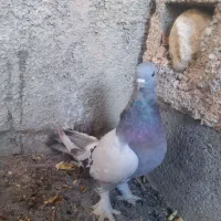 کاغذی ماده  اصل