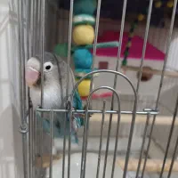 طوطی برزیلی