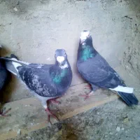 سه‌عددکفترقلدور