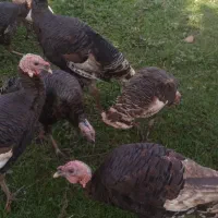 فروش بقلمون