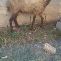 گوسفند شیشک