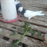 کبوتر طوقی|پرنده|جوین, |دیوار