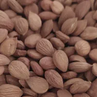 مغز هسته زرد آلو عمده