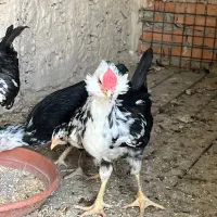 خروس گلین|حیوانات مزرعه|تهران, افسریه جنوبی|دیوار