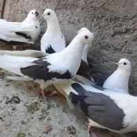 پشدار قدبلند|پرنده|زرند, |دیوار