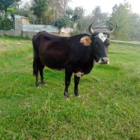 گاو  چالوسی  لیشه گوساله گاو ورزا