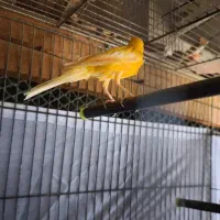 قناری جفت پرتقالی