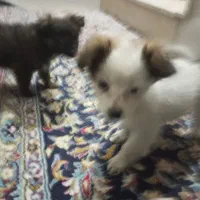 2 توله سگ پاکوتاه