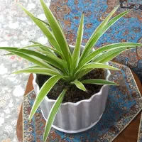 گل وگلدان|گل و گیاه طبیعی|اندیشه, شهرک مریم|دیوار