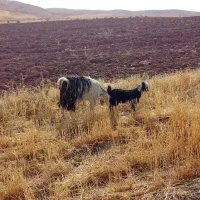 فروش یک تن جو دیم نمونه