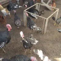 تعدادی بوقلمون مرغ و خروس به فروش میرسد