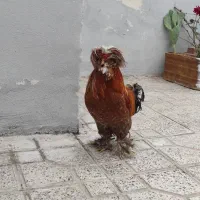 خروس سلطان جوان درجه یک