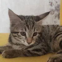 بچه گربه