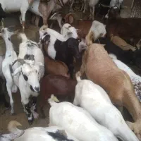 کهره نر و بز با قصابی خود بندرعباس|حیوانات مزرعه|بندرعباس, |دیوار