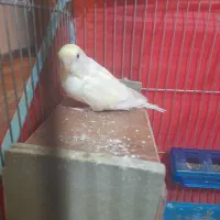 یک جفت مرغ عشق مولد|پرنده|شیراز, شهرک والفجر|دیوار