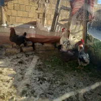 مرغ گپ ومرغ تخم گذار
