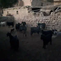 تعداد۳۰ راس بز وبی|حیوانات مزرعه|پلدختر, |دیوار