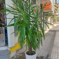 درخت یوکا