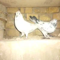 کبوتر