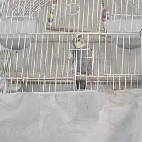 عروس هلندی