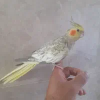 عروس هلندی جفت رام