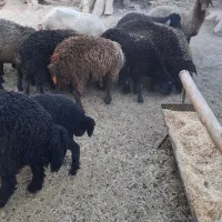 بره ماده