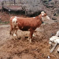 گاو سمینتال ابستن 40روز ماندهو گاو جرسی با گوساله