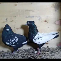 جفت سینه سیاه ضمانتی کلایی