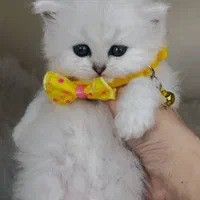 زیباترین مخلوقات بچه گربه ها|گربه|اصفهان, احمدآباد|دیوار