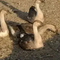 غازتخمگذار|حیوانات مزرعه|یاسوج, |دیوار