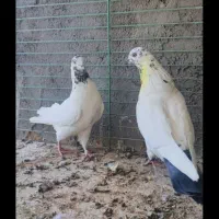 حراج کفتریک(پاکستانی وسروک..)باارسال|حراج|یزد, |دیوار