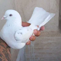 کبوتر گرفتنی ۶عدد ۷طبقه پرشی