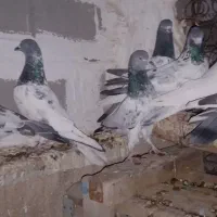 بالاگیر شیخی|پرنده|اهواز, پردیس|دیوار