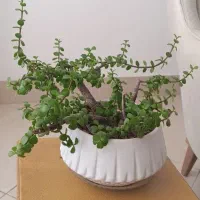 گل طبیعی