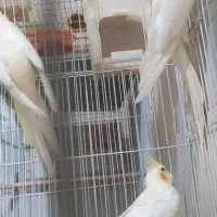 جفت عروس هلندی مولد|پرنده|مشهد, ایثار|دیوار