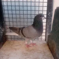 ماده خرقه روس