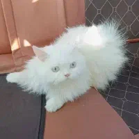 فروش گربه ماده پرشین نژاد دار