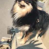 فروش سگ پامرانین روباه ای|سگ|پاکدشت, پاکدشت (مامازند)|دیوار