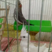 فروش عروس هلندی ماده