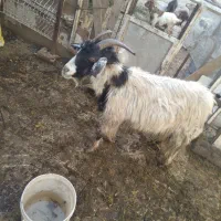 بز بابزغاله نر