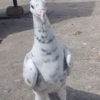سار سرور و پولکی مسافتی