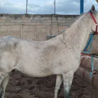 اسب  اسب ترکمن