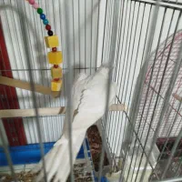 عروس هلندی جفت مولد|پرنده|بندرعباس, |دیوار