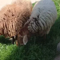 قوچ دودندون