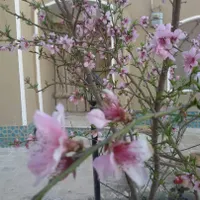 فروش خونه باغ سنتی 500متری فول امکانات سند تک برگ|فروش خانه و ویلا|اصفهان, اصفهانک|دیوار
