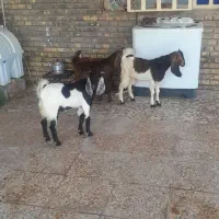 گوسفند بره وبره بز گاو میش