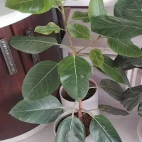 گل طبیعی|گل و گیاه طبیعی|چناران, |دیوار